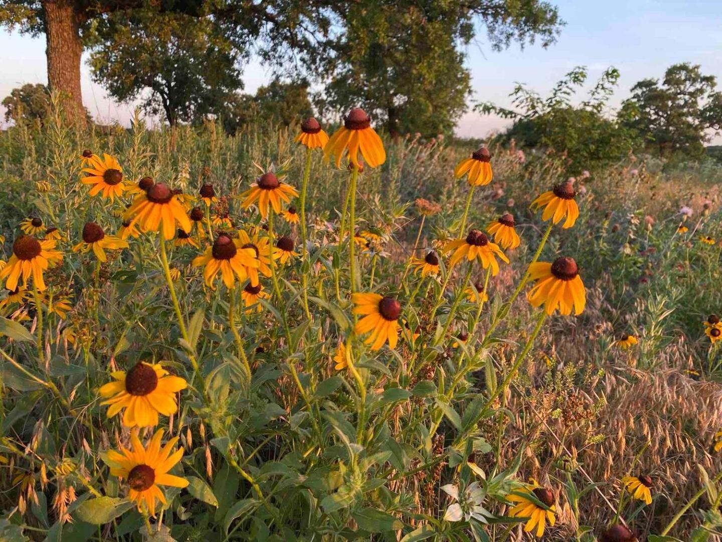 Nature Retreateclectic Country Boho Farmhouse Nocona Εξωτερικό φωτογραφία