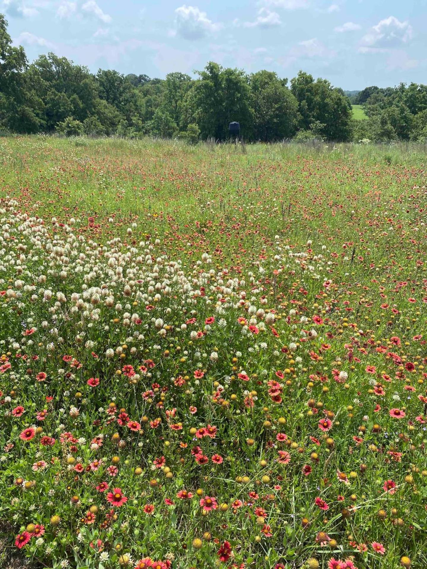 Nature Retreateclectic Country Boho Farmhouse Nocona Εξωτερικό φωτογραφία